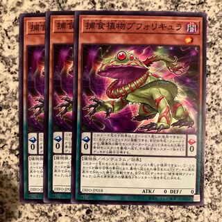 捕食植物ブフォリキュラ ノーマル JP018