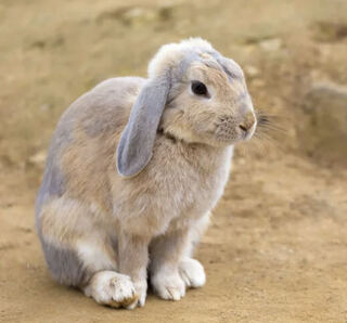 持ってるうさぎの詰め合わせ