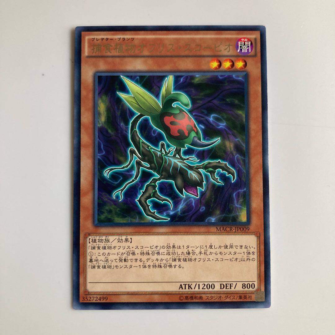 Predaplant Ophrys Scorpio $3853