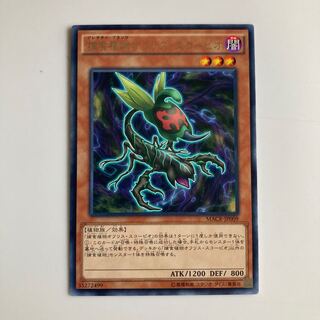 Predaplant Ophrys Scorpio $3853