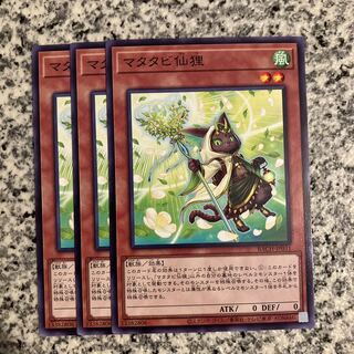 Matatabi sengan tanuki normal JP031