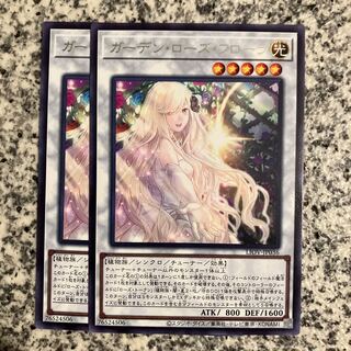 Garden Rose Flora rare JP036