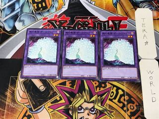 Allvain the Essence of Vanity DAMA 2 Normal Set of 3 Tera