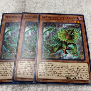 捕食植物サンデウ・キンジー