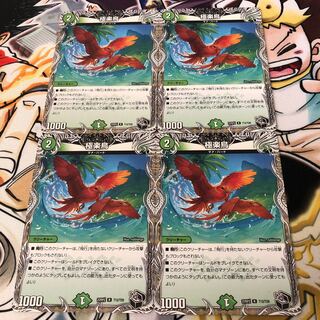 Birds of Paradise (Black Treasure) R T12/T20