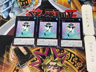 Cat Shark PP17 5 Normal, set of 3 Tera