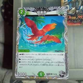 Set Discount Birds of Paradise (Black Treasure) R T12/T20