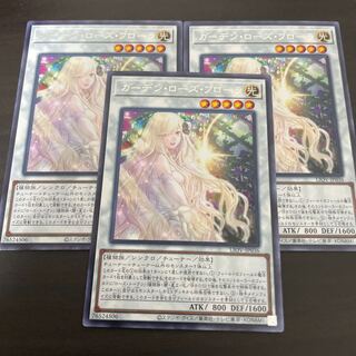 Garden Rose Flora rare JP036