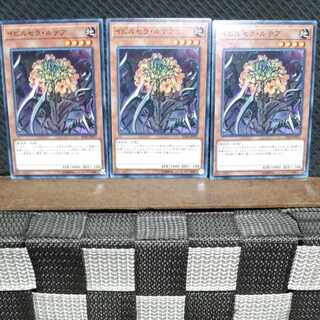 【ぽぽたん】遊戯王  #742  イビルセラ・ルテア  ノーマル3枚