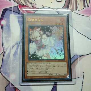 灰流うらら　ウルトラ　1枚　はるうらら