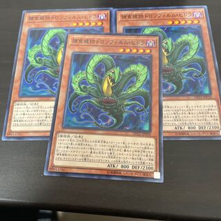 捕食植物ドロソフィルム・ヒドラ ノーマル JP050