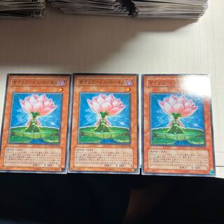 Samsara Lotus Normal JP004