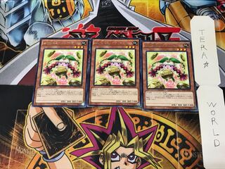 Prediction Princess Coinorma CPD1 3 Rare Set of 3 Tera