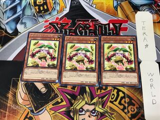 Prediction Princess Coinorma CPD1 5 Rare Set of 3 Tera