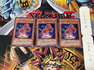 Revival Rose TSHD 3 Rare Set of 3 Tera