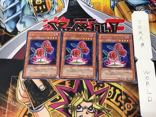 Revival Rose TSHD 5 Rare Set of 3 Tera