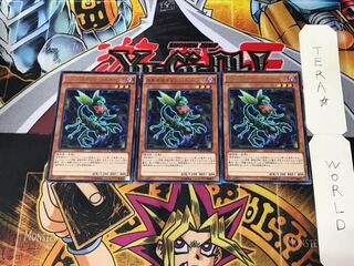 Predaplant Ophrys Scorpio MACR 1 rare, set of 3 Tera.