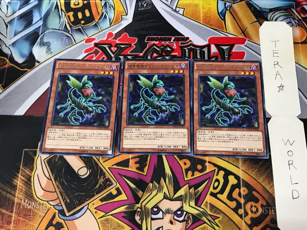 Predaplant Ophrys Scorpio MACR 2 Rare Set of 3 Tera.