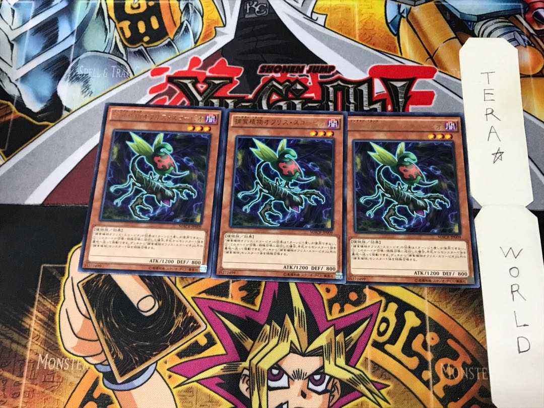 Predaplant Ophrys Scorpio MACR 3 rare, set of 3 Tera.