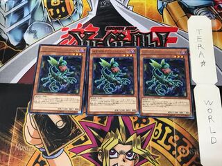 Predaplant Ophrys Scorpio MACR 5 Rare Set of 3 Tera.