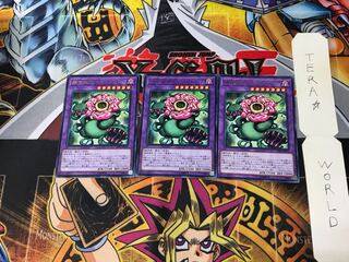 Predaplant Chimerafflesia LVP3 5 Rare Set of 3 Terra