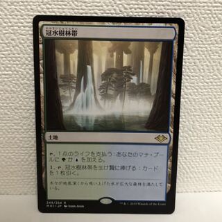 oyuki様　冠水樹林帯