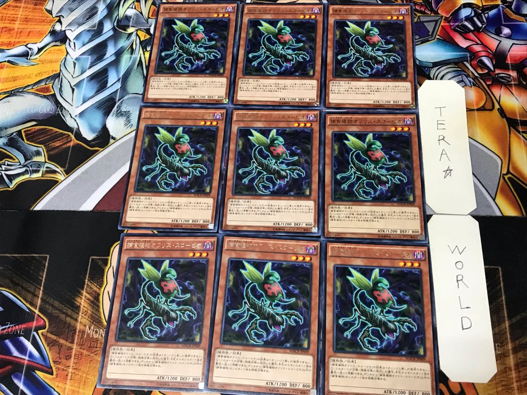 Predaplant Ophrys Scorpio MACR 1 rare, set of 9 Tera.