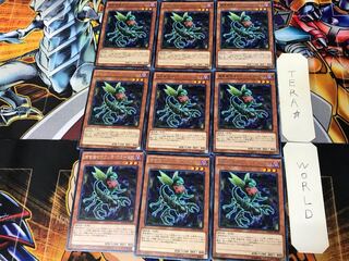 Predaplant Ophrys Scorpio MACR 3 Rare Set of 9 Tera.