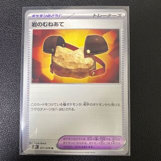 Pyrrosia tricuspis (species of felt fern)