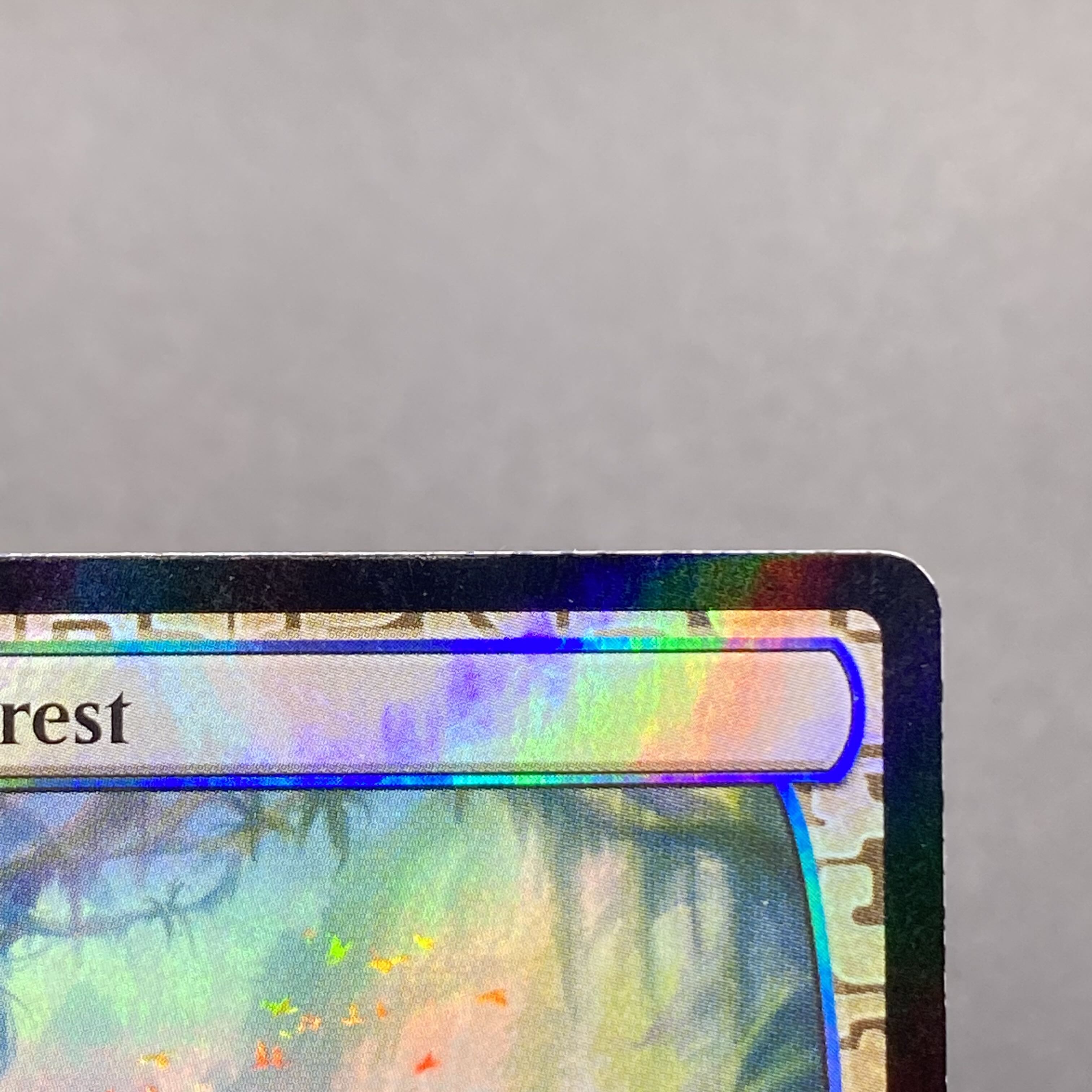 Misty Rainforest/misty Rainforest EN F EXP