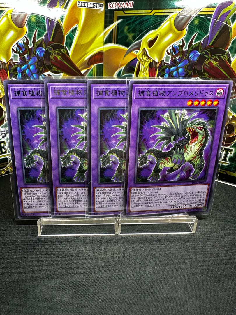 Prey Upon Plant Ambromeridus Rare JP037