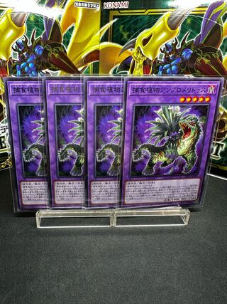 捕食植物アンブロメリドゥス レア JP037