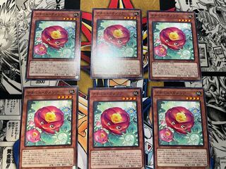 Nature Camellia Normal JP021