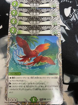 Birds of Paradise (Black Treasure) R T12/T20