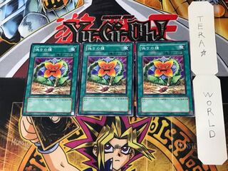 Seed of Deception 2 Normal, set of 3 Tera.