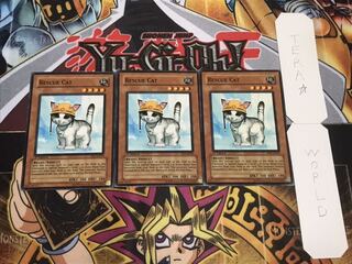 英語版 レスキューキャット ノーマル 3枚セット