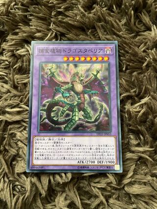 Predaplant Dragostapelia Normal JP053