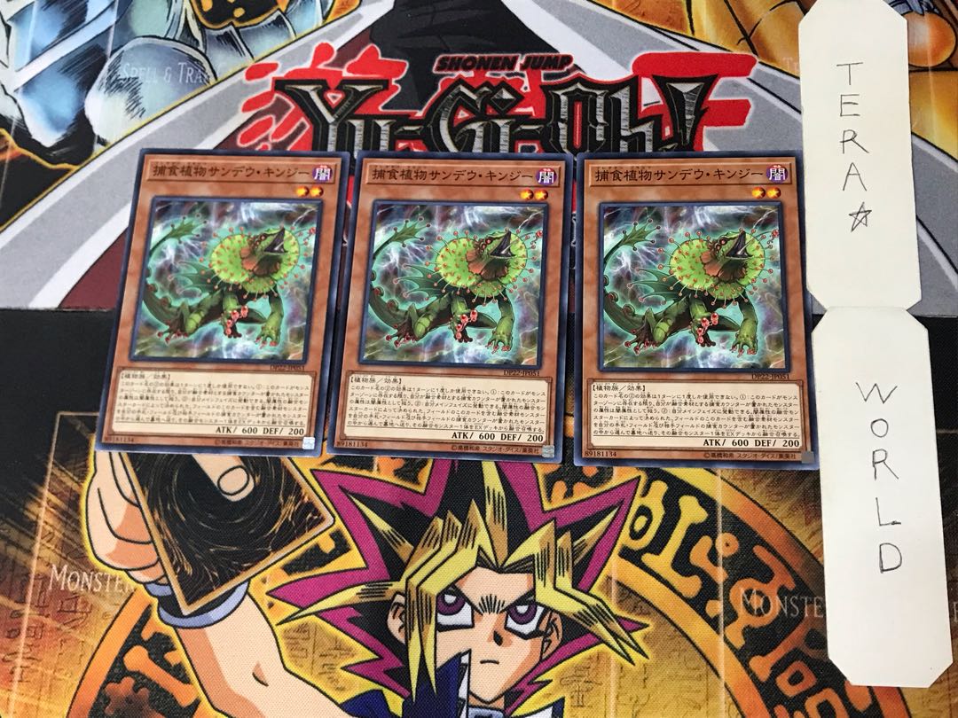 Predaplant Chlamydosundew 2 normal, set of 3 terra