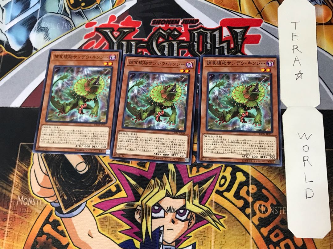 Predaplant Chlamydosundew 3 Normal Set of 3 Tera