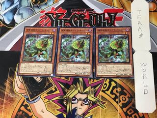 Predaplant Chlamydosundew 5 Normal Set of 3 Tera