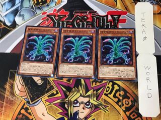 Predaplant Sarraceniant 10 Normal, set of 3 Tera.