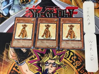 Outstanding Dog Marron 1 Normal, set of 3 Tera