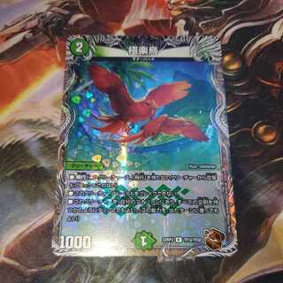 Birds of Paradise Copperplate engraving