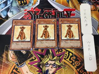 Outstanding Dog Marron 305 1 Normal, set of 3 Tera.