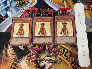 Outstanding Dog Marron 305 2 Normal, set of 3 Tera.