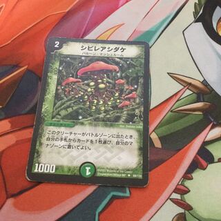 シビレアシダケ