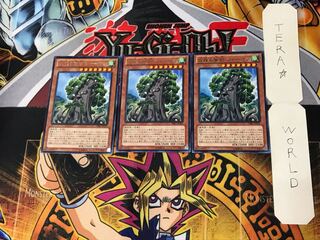 森羅の賢樹 シャーマン 5 レア 3枚セット てら