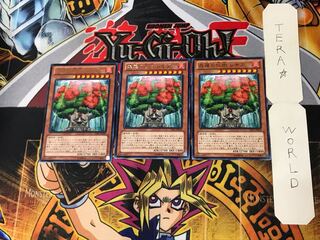 森羅の仙樹 レギア 5 レア 3枚セット てら