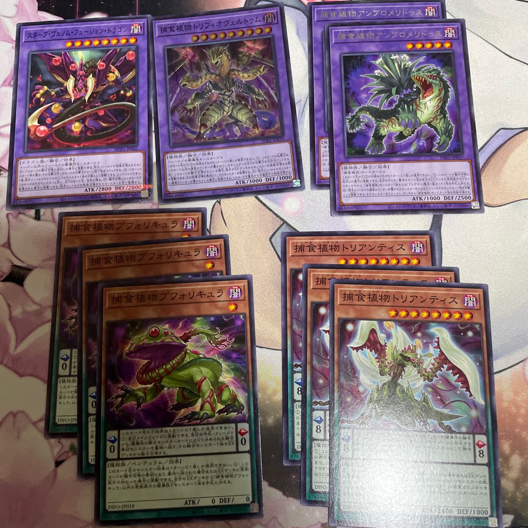 Prey Upon plant Ambromeridus rare JP037 set (Prey Upon plant Triantis, Prey Upon plant Bufolicula)