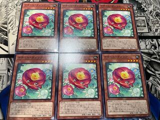 Natur Camellia Normal JP021, set of 6